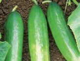 Cucumber1