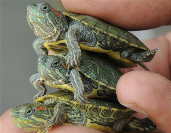 Petco starts “turtle relinquishment 