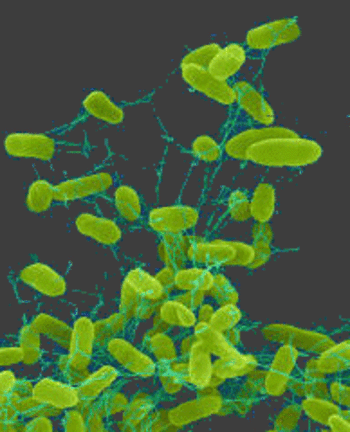 salmonella_bacteria