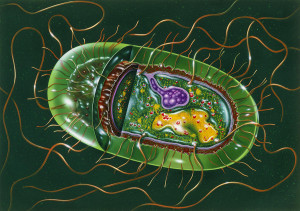 illustration-of-structure-of-salmonella-b-john-bavosi