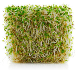 Alfalfa-Sprouts