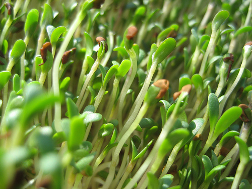 alfalfa-sprouts