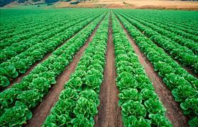 Leafy Greens