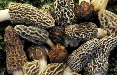 Morel-Mushrooms