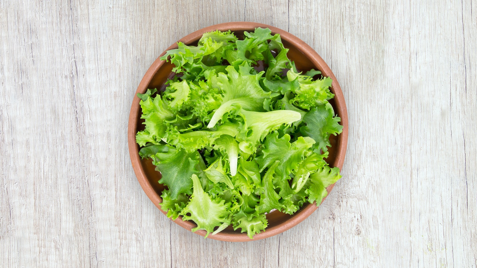 Royal Iceberg lettuce grown on an urban farm in Moscow, Russia