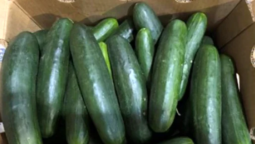 cucumbers-16x9-1.png