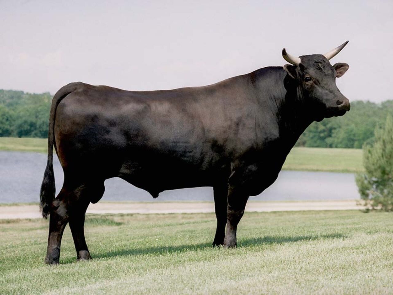 American-Wagyu-Herd-Sire-960x720